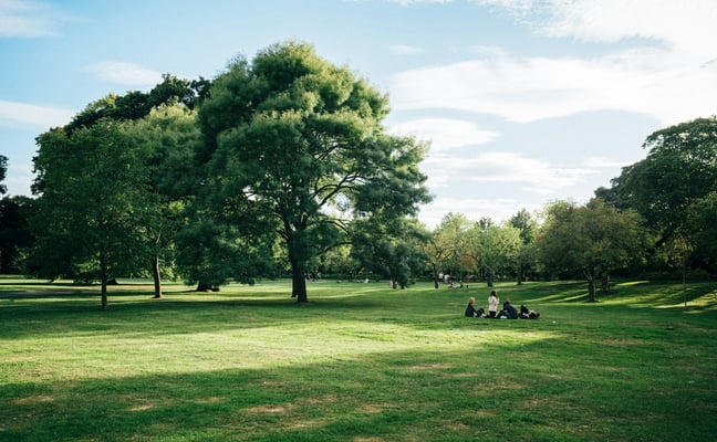 Wide green park lawn with large trees on a sunny day