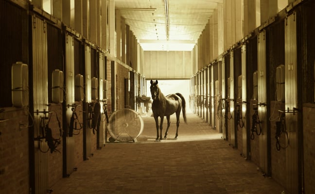 Horse standing in the aisle of a large equestrian stable