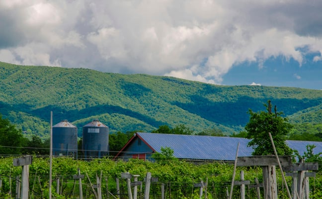 Vineyard rows with a green mountain backdrop in summer