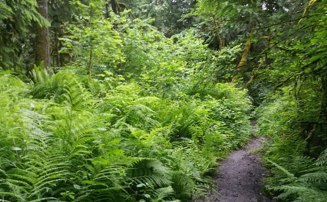 Forest hiking trail winding through lush green ferns